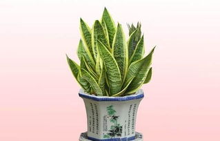 虎皮兰的花儿伴侣：谁与争锋？