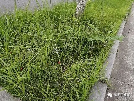 蹲下观察， 叶片宽度告诉你秘密