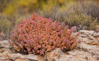 多肉植物界的颜值担当，你了解多少？
