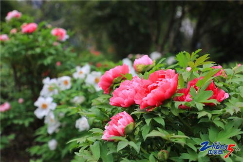 荷包牡丹的种植