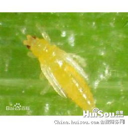 辣椒种植的烦恼：蓟马来袭