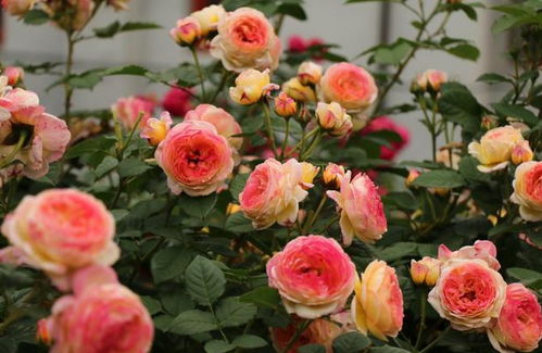 月季在长期阴雨的季节如何养护