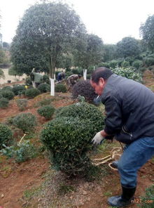 育苗方法，扦插的魔法