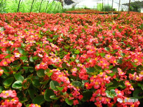 一、 那些美丽的观赏植物