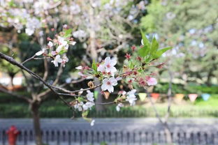 打造繁花似锦，掌握“花海秘籍”