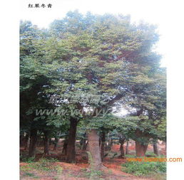 红果冬青树简介