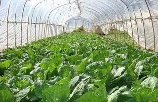大棚蔬菜的兴起：冬季种植新选择
