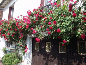 基地直销， 品种丰富