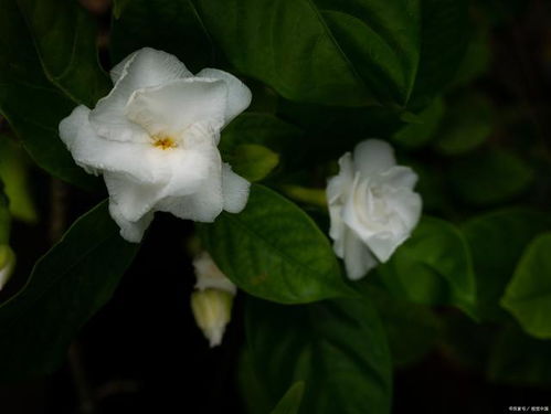 一、栀子花干枯的原因