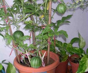 修剪根部， 种植小苗