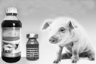 畜禽用药期间禁用饲料与添加剂