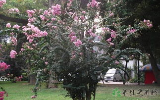 紫薇,你真的了解吗?