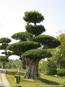 绿化效果， 生命的活力