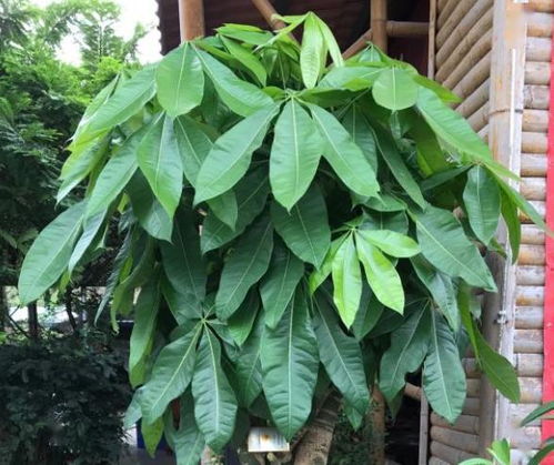 发财树选盆大小，如何确定最合适