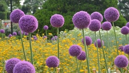 大花葱种子种植当年嫩否开花？