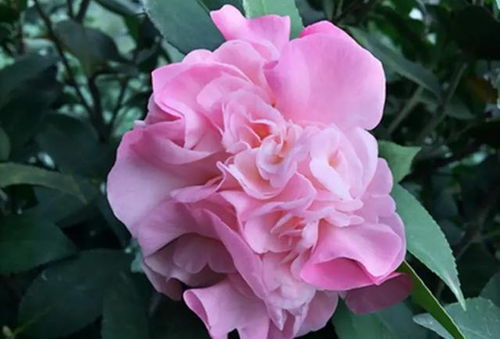 盆养茶花需要注意哪些关键事项？新手必堪这7个要点？