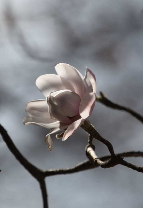 凤眼莲花，花中仙子