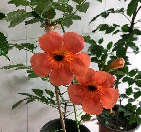 凌霄花的那些事儿