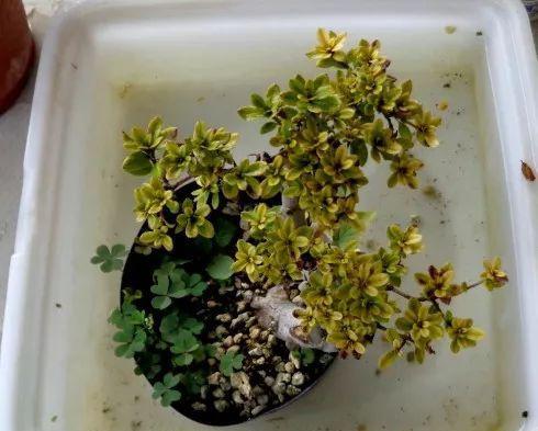 紫蓝杜鹃喜温暖湿润、半阴环境，耐寒