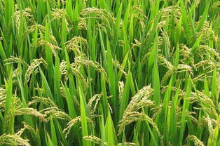 农药施用注意事项