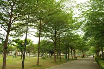 小叶榄仁， 江西赣北地区的冬季英雄