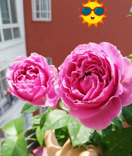 矮盆植物的选择：多肉、绿萝、铜钱草等