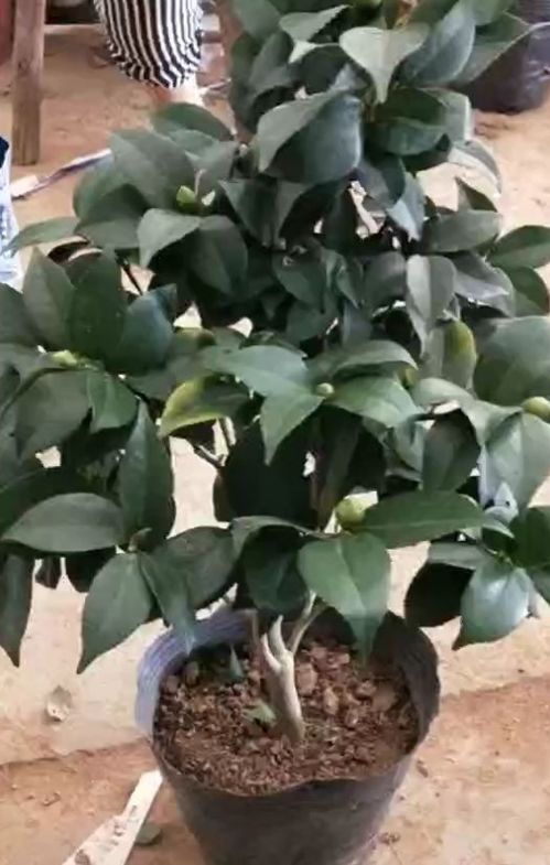 土壤问题也要注意哦