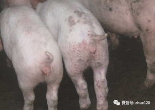 猪皮肤出现红斑、弓腰症状，是皮炎肾炎综合征在多省流行吗？