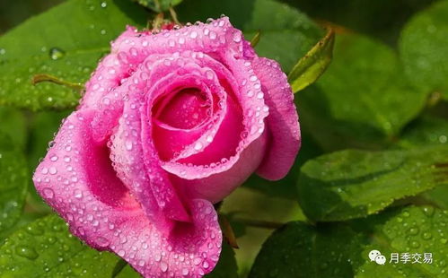 月季中的天使：光之翼天使月季的详细介绍