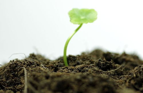 改良土壤， 花朵才Nenggeng美丽