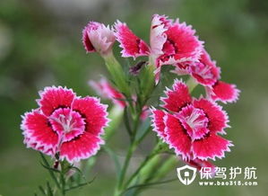 百日草的花语是什么它代表着怎样的意义和象征呢