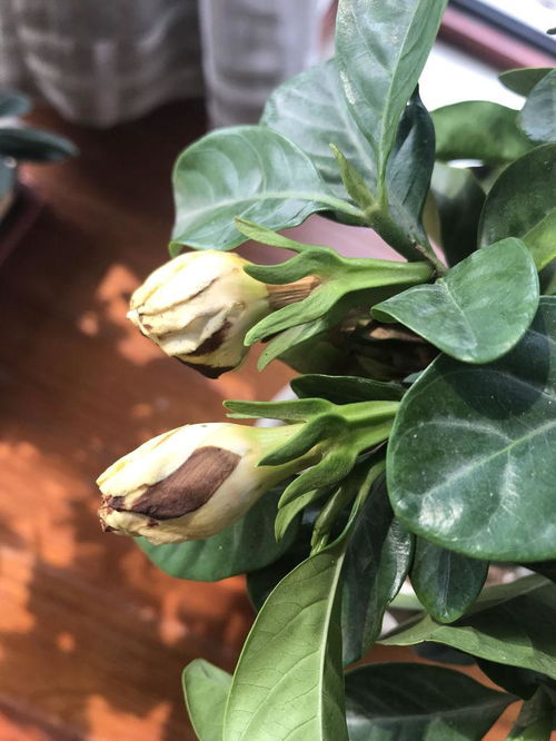 栀子花为何老掉花苞？