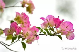 1. 红玫瑰：爱情的使者