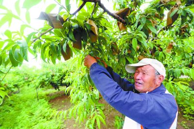 选择合适的盆栽环境