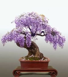 长穗紫藤的养殖技巧