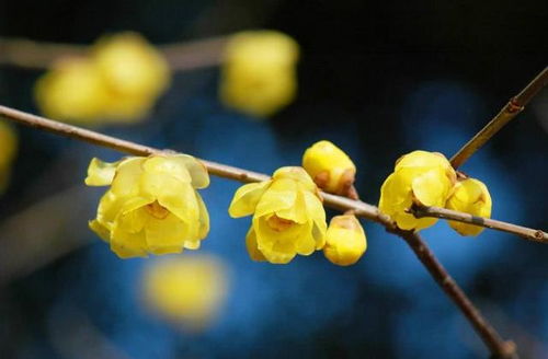 腊梅的生长条件