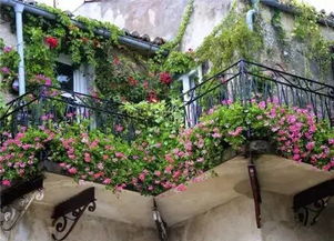 潮湿背阴处的王者