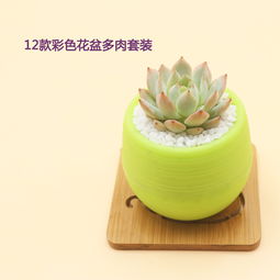 小小盆栽， 陶冶情操