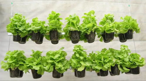 菜地里开花又美又实用的蔬菜盘点