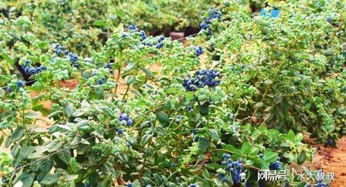 盆栽蓝莓种植，需了解其生长习性