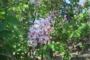 丁香：被子植物中的花中瑰宝
