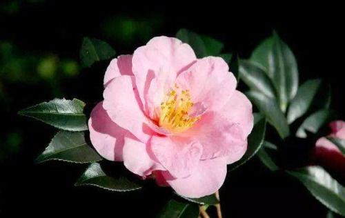 茶花怎么养？需要注意哪些细节才能让它绽放