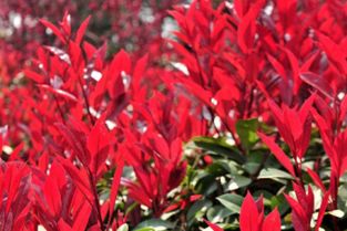 红叶石楠的价格之谜