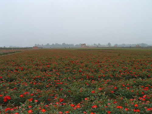 月季品种推荐：古桩月季的魅力