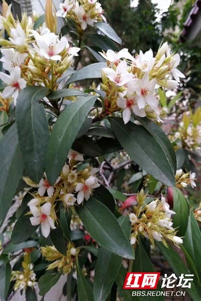 迎春花报春， 率先绽放的黄色小精灵