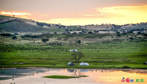四季常青的秘密武器：那些特殊品种的草种