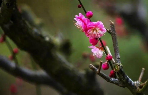 二月梅花香满枝，这些花儿美得让人心动吗