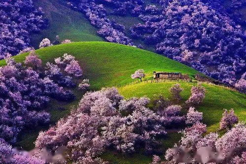 那片杏花红似火，是否寓意着热烈的情感与美好的未来？