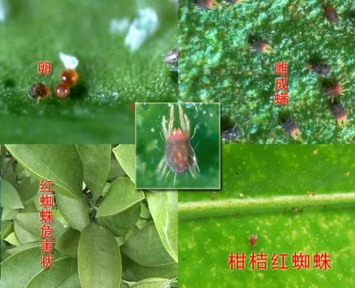 春天和夏天养护技巧