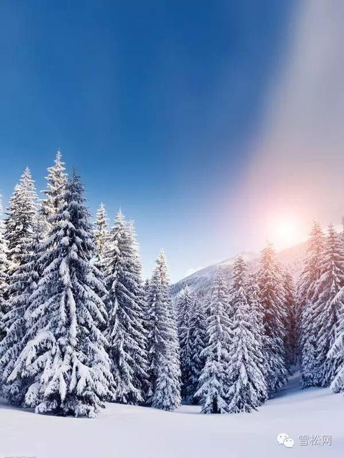 雪松的成长故事